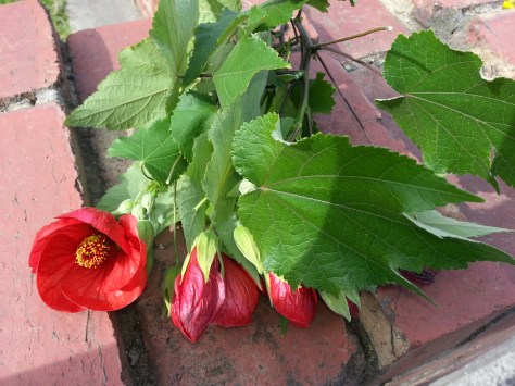 Red Abutilon (Chinese lantern)