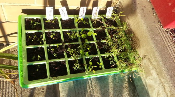 The ‘Happening’ Herbs