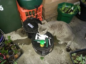 Nimbus likes to help