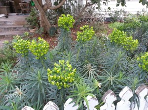 Euphorbia