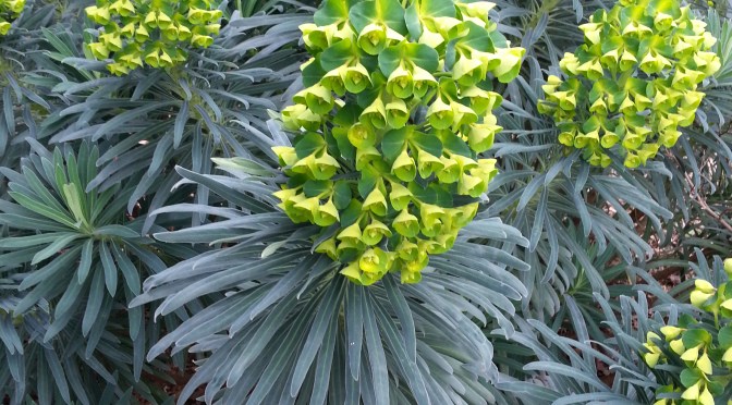 Euphorbia (not to be confused with euphoria!)