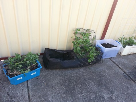 Peas -  the big move