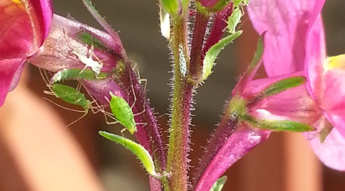 Updated: Linaria Gallery