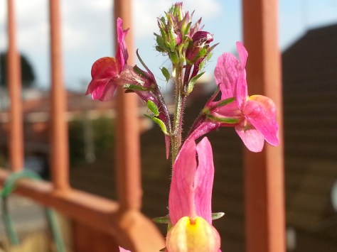 Hope the Aphids bring Lace Wings or Lady Birds to the flowers