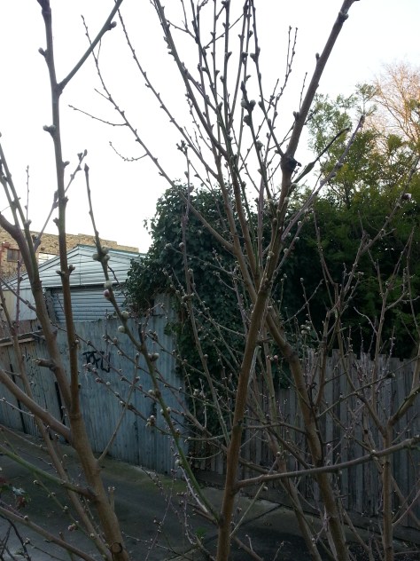 Nectarine at budswell