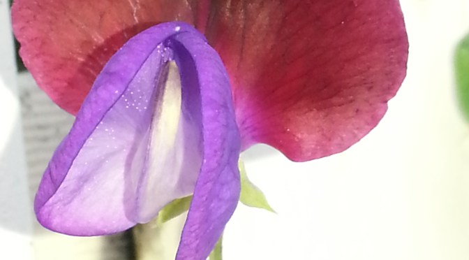 Here Come The Sweet Peas!