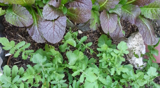 Tonight’s Foyer Feast