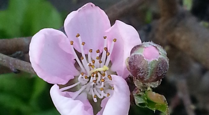 Nectarine Blossoms