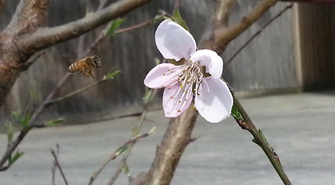 To Bee or Not To Bee