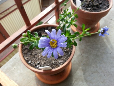 wp-1408596597323.jpg image