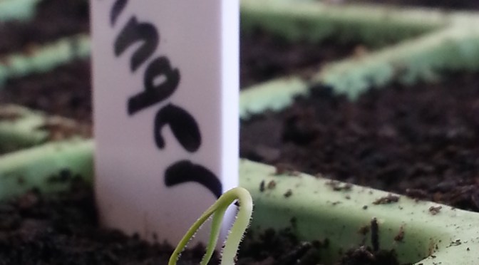 The Emerging Eggplants