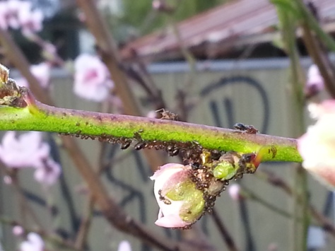 Bugs on the Buds