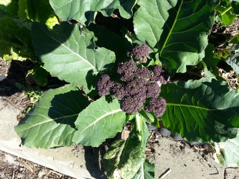 Purple sprouting Broc
