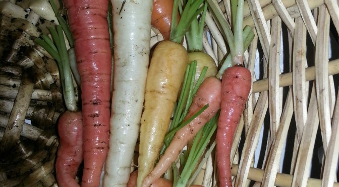 Best Carrots Yet