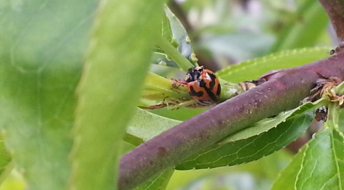 The Cavalry Have Arrived!