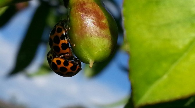 The Lovely Ladies: an update