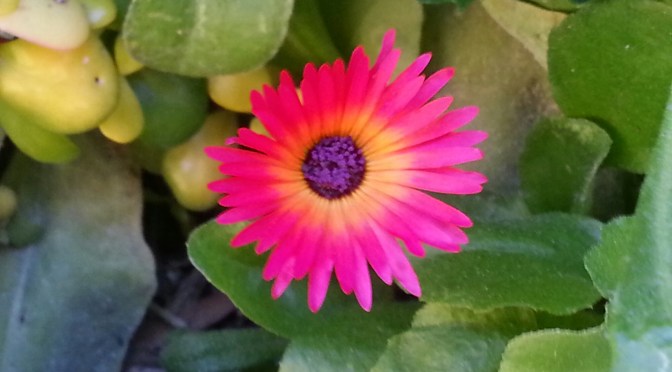 Livingstone Daisy